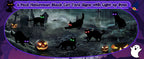 LCHUANG H-HG-RC 6-Piece Lighted Black Cat Halloween Yard Stake Set – Black – product detail